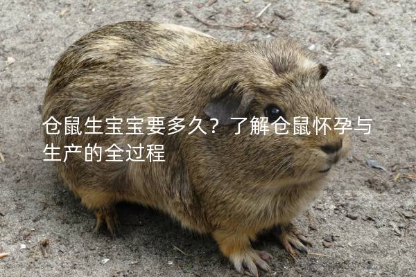 仓鼠生宝宝要多久？了解仓鼠怀孕与生产的全过程