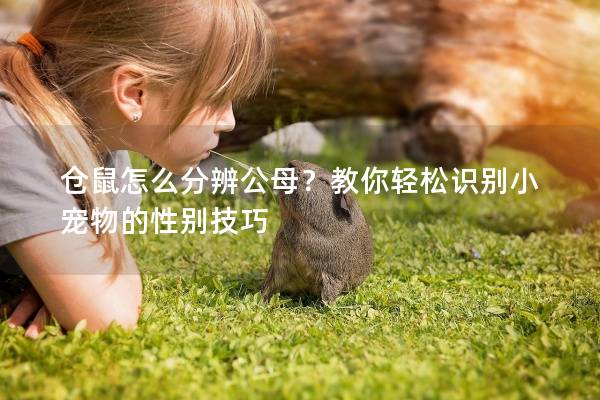 仓鼠怎么分辨公母？教你轻松识别小宠物的性别技巧
