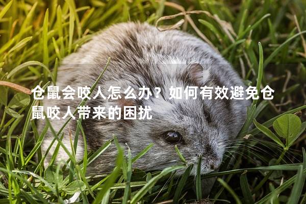 仓鼠会咬人怎么办？如何有效避免仓鼠咬人带来的困扰