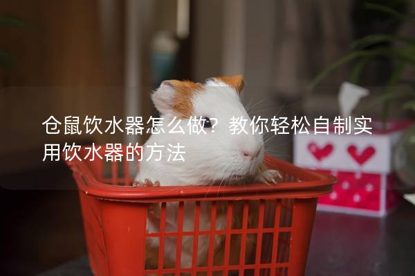 仓鼠饮水器怎么做？教你轻松自制实用饮水器的方法