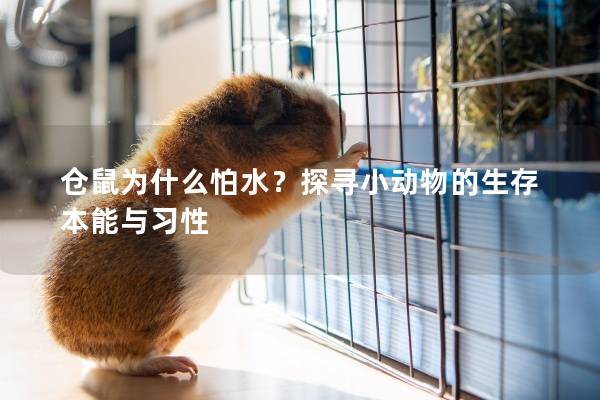 仓鼠为什么怕水？探寻小动物的生存本能与习性