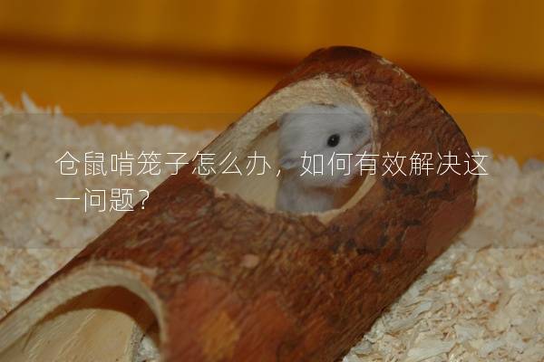 仓鼠啃笼子怎么办，如何有效解决这一问题？