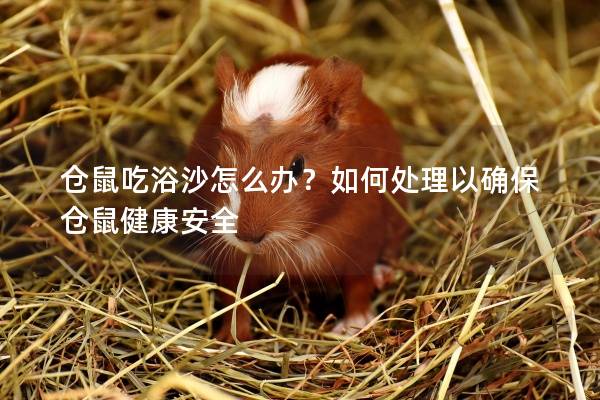 仓鼠吃浴沙怎么办？如何处理以确保仓鼠健康安全