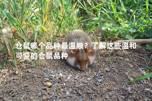 仓鼠哪个品种最温顺？了解这些温和可爱的仓鼠品种