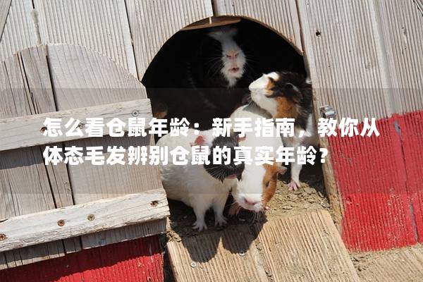 怎么看仓鼠年龄：新手指南，教你从体态毛发辨别仓鼠的真实年龄？
