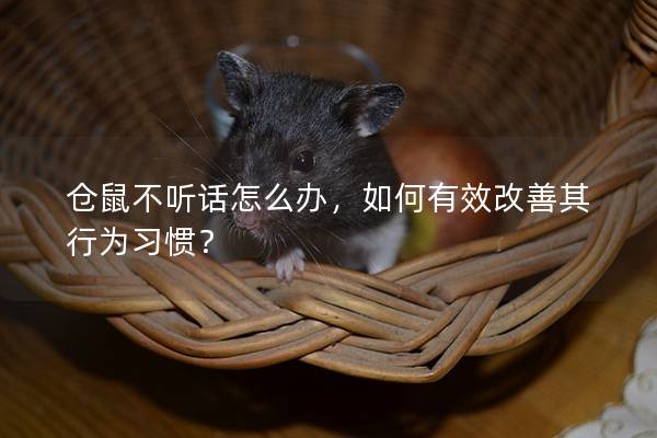 仓鼠不听话怎么办，如何有效改善其行为习惯？