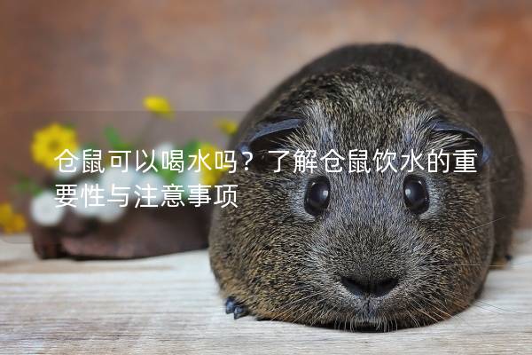 仓鼠可以喝水吗？了解仓鼠饮水的重要性与注意事项