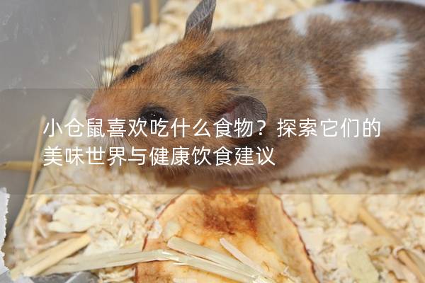 小仓鼠喜欢吃什么食物？探索它们的美味世界与健康饮食建议