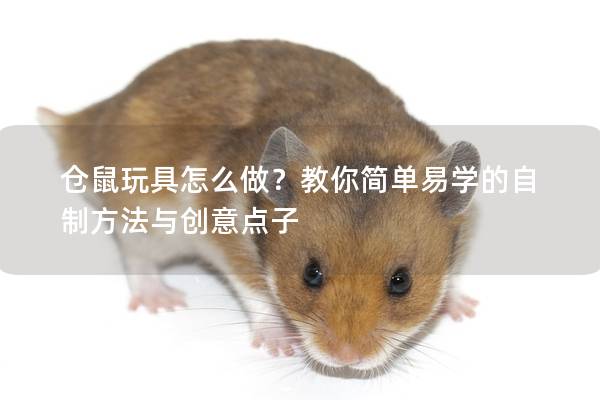 仓鼠玩具怎么做？教你简单易学的自制方法与创意点子