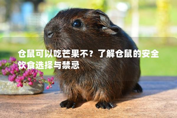 仓鼠可以吃芒果不？了解仓鼠的安全饮食选择与禁忌