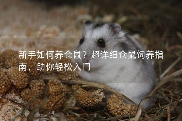 新手如何养仓鼠？超详细仓鼠饲养指南，助你轻松入门