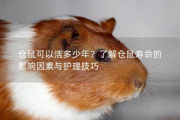 仓鼠可以活多少年？了解仓鼠寿命的影响因素与护理技巧