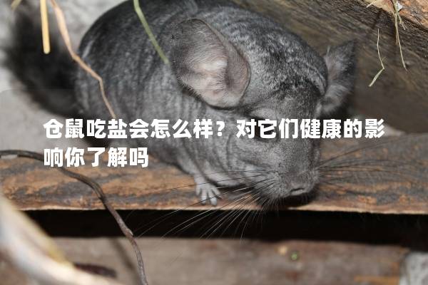 仓鼠吃盐会怎么样？对它们健康的影响你了解吗