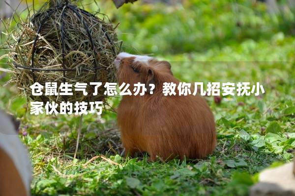 仓鼠生气了怎么办？教你几招安抚小家伙的技巧
