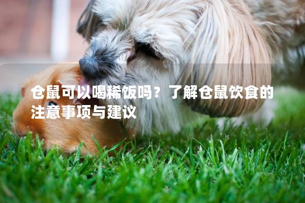 仓鼠可以喝稀饭吗？了解仓鼠饮食的注意事项与建议