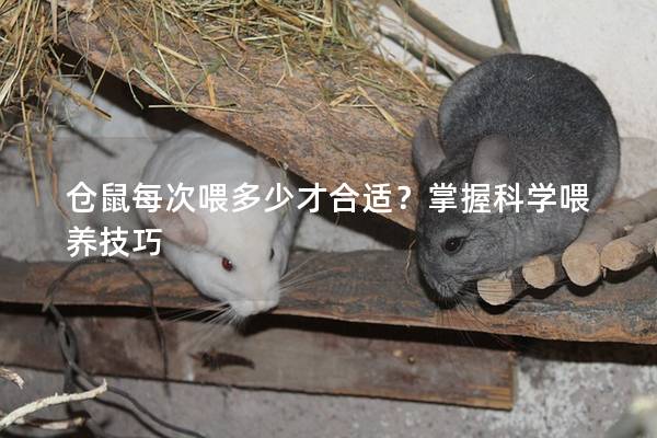 仓鼠每次喂多少才合适？掌握科学喂养技巧
