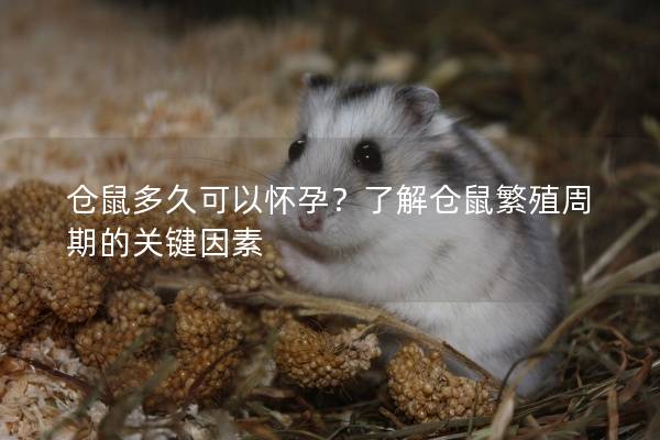 仓鼠多久可以怀孕？了解仓鼠繁殖周期的关键因素