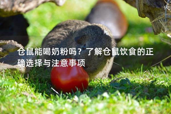 仓鼠能喝奶粉吗？了解仓鼠饮食的正确选择与注意事项