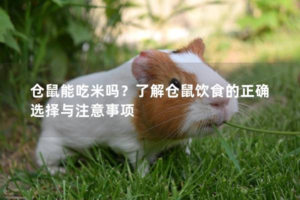仓鼠能吃米吗？了解仓鼠饮食的正确选择与注意事项
