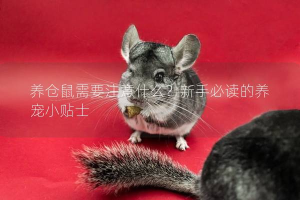 养仓鼠需要注意什么？新手必读的养宠小贴士