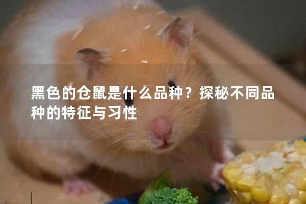 黑色的仓鼠是什么品种？探秘不同品种的特征与习性