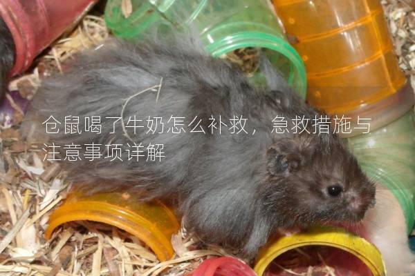 仓鼠喝了牛奶怎么补救，急救措施与注意事项详解