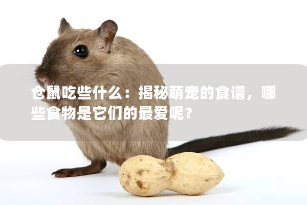 仓鼠吃些什么：揭秘萌宠的食谱，哪些食物是它们的最爱呢？