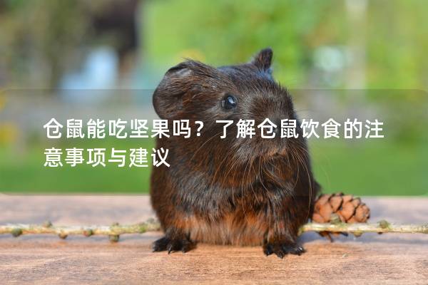 仓鼠能吃坚果吗？了解仓鼠饮食的注意事项与建议