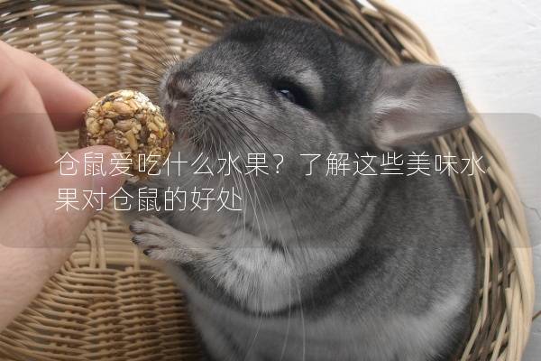 仓鼠爱吃什么水果？了解这些美味水果对仓鼠的好处