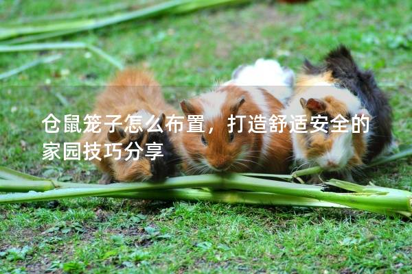 仓鼠笼子怎么布置，打造舒适安全的家园技巧分享