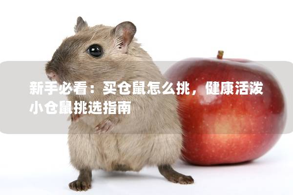 新手必看：买仓鼠怎么挑，健康活泼小仓鼠挑选指南