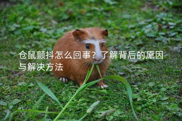 仓鼠颤抖怎么回事？了解背后的原因与解决方法