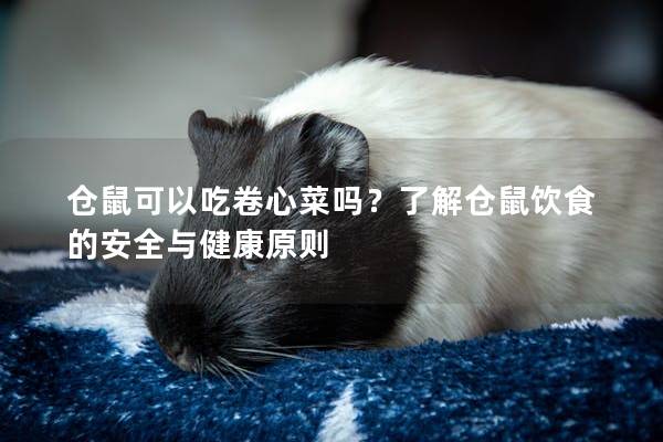 仓鼠可以吃卷心菜吗？了解仓鼠饮食的安全与健康原则