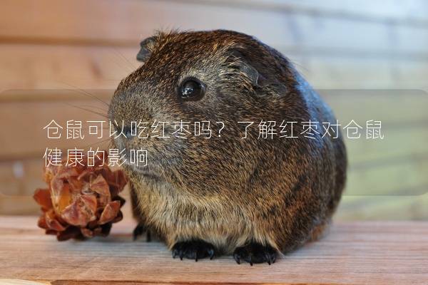 仓鼠可以吃红枣吗？了解红枣对仓鼠健康的影响