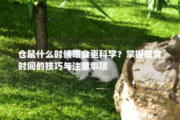 仓鼠什么时候喂食更科学？掌握喂食时间的技巧与注意事项