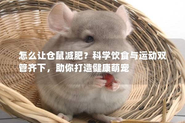 怎么让仓鼠减肥？科学饮食与运动双管齐下，助你打造健康萌宠