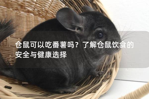 仓鼠可以吃番薯吗？了解仓鼠饮食的安全与健康选择