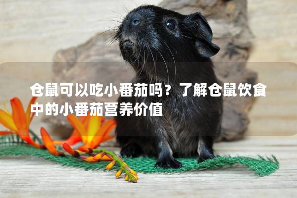 仓鼠可以吃小番茄吗？了解仓鼠饮食中的小番茄营养价值