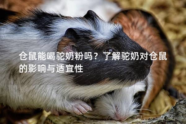 仓鼠能喝驼奶粉吗？了解驼奶对仓鼠的影响与适宜性