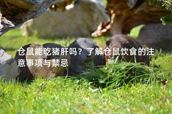 仓鼠能吃猪肝吗？了解仓鼠饮食的注意事项与禁忌