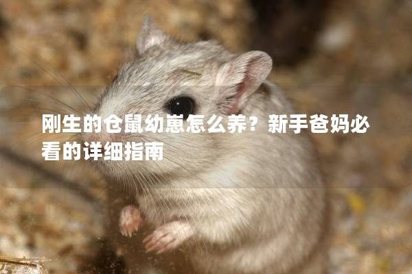 刚生的仓鼠幼崽怎么养？新手爸妈必看的详细指南