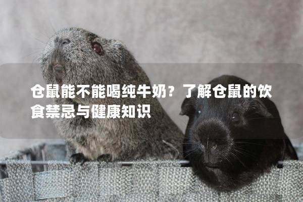 仓鼠能不能喝纯牛奶？了解仓鼠的饮食禁忌与健康知识