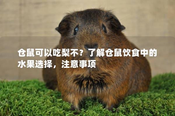 仓鼠可以吃梨不？了解仓鼠饮食中的水果选择，注意事项