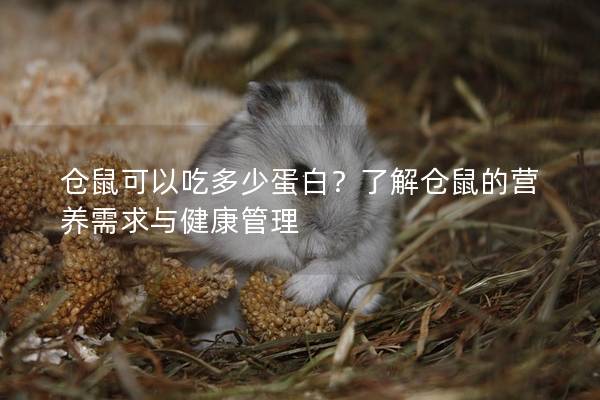 仓鼠可以吃多少蛋白？了解仓鼠的营养需求与健康管理