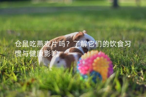 仓鼠吃燕麦片吗？了解它们的饮食习惯与健康影响