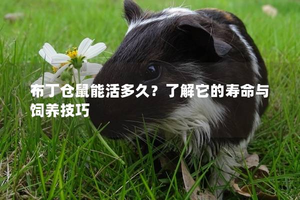 布丁仓鼠能活多久？了解它的寿命与饲养技巧