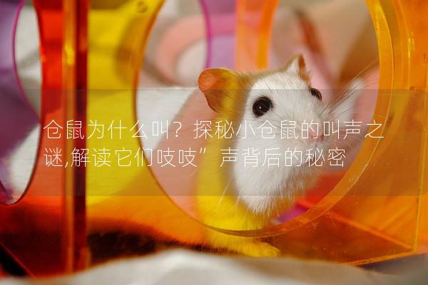 仓鼠为什么叫？探秘小仓鼠的叫声之谜,解读它们吱吱”声背后的秘密