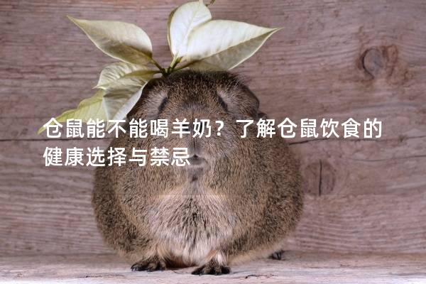仓鼠能不能喝羊奶？了解仓鼠饮食的健康选择与禁忌