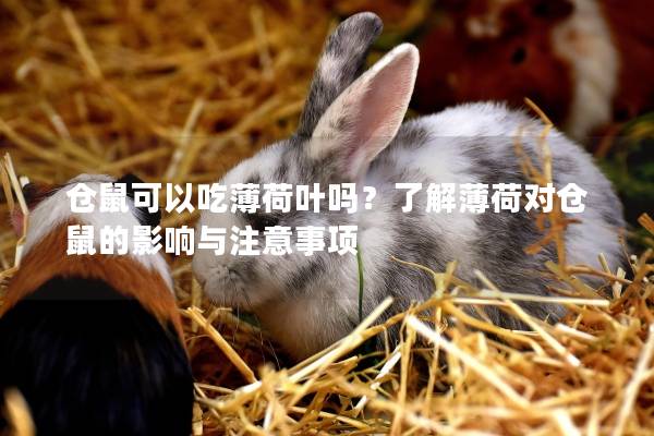 仓鼠可以吃薄荷叶吗？了解薄荷对仓鼠的影响与注意事项