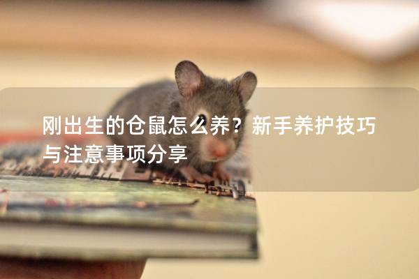 刚出生的仓鼠怎么养？新手养护技巧与注意事项分享